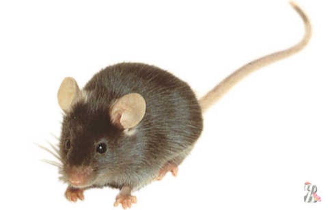 http://www.zooplandia.ru/upload/17939958/file/-/mouse_c57bl-6j_600.jpg